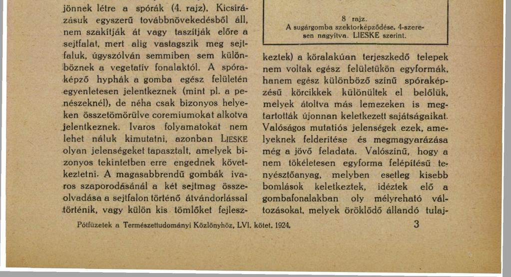 A SUGÁRGOMBÁK. 33 sebb kultúrákban vagy bizonyos tenyésztő talajokban leginkább a fonalak végei megduzzadnak és involuciós formákat alkotnak (6.