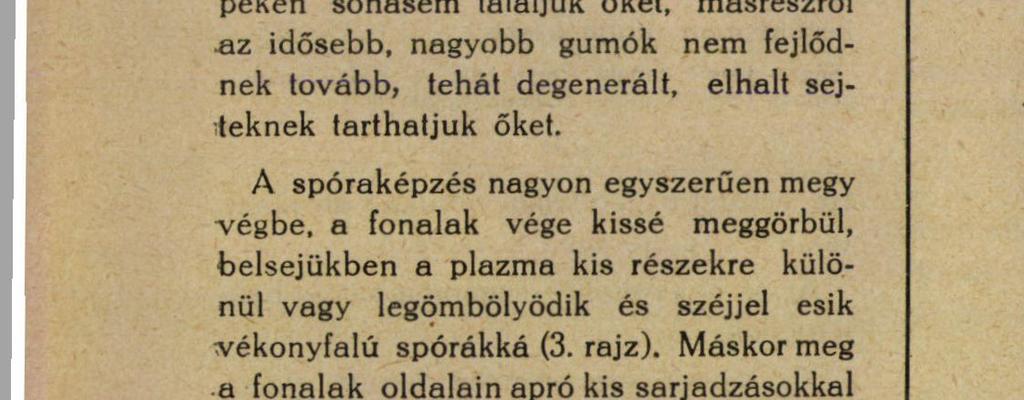 BOSTROEM ezeket a magasabbrendű gombák lermőtestének (asci) tekintette, amelyekből bizonyos helyeken kitörnek a belső vékony hyphák.