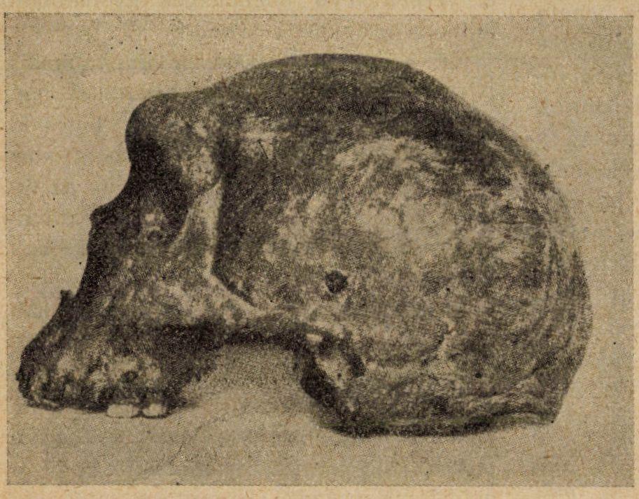 Legszembetűnőbb bélyege a koponyatető elülső részének alakja, mely a jávai majomemberéhez (Pithecanthropus Az ember őstörténetének