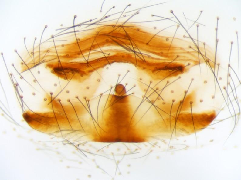 4. ábra: A nagy álkaszáspók (Pholcus phalangioides) nőstényének vulvája felülnézetben. Figure 4. The vulva of females Pholcus phalangioides (dorsal view). 3.2. Földrajzi elterjedés A H.