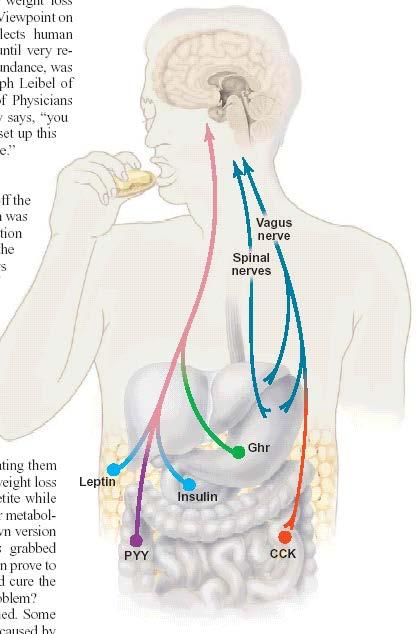 Perifériás táplálkozást gátló hormonok: Leptin Insulin PYY CCK Perifériás