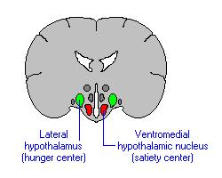 Kettős centrum teória -Laterális hypothalamus léziója lefogyást eredményez -Laterális hypothalamus elektromos ingerlése táplálékfelvételt indukál -A