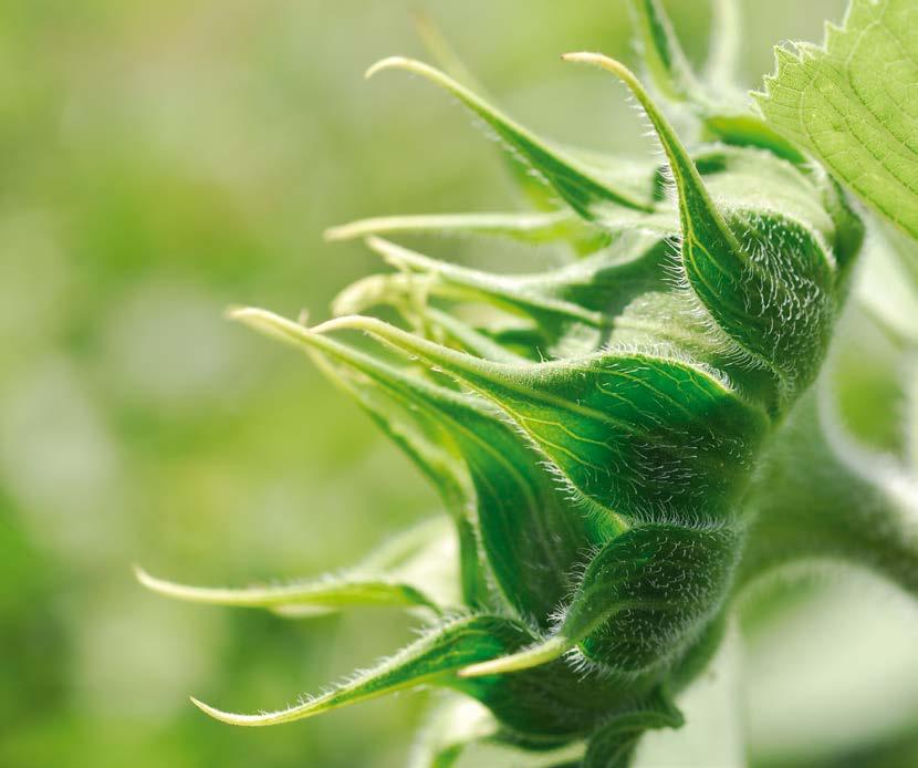 A Syngenta gyomirtás technológia ajánlatai: Gyomirtás technológia Herbicid tolerancia Clearfield Clearfield Plus Express toleráns alapkezelés 4 l/ha Gardoprim Plus Gold + 0,4 l/ha Dual Gold 960 EC 4