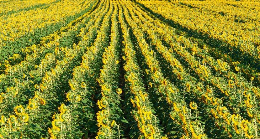 Syngenta Clearfield hibrid kínálat Napjainkban a Clearfield termesztés technológia a legelterjedtebb herbicidtolerancián alapuló gyomirtási rendszer Magyarországon.