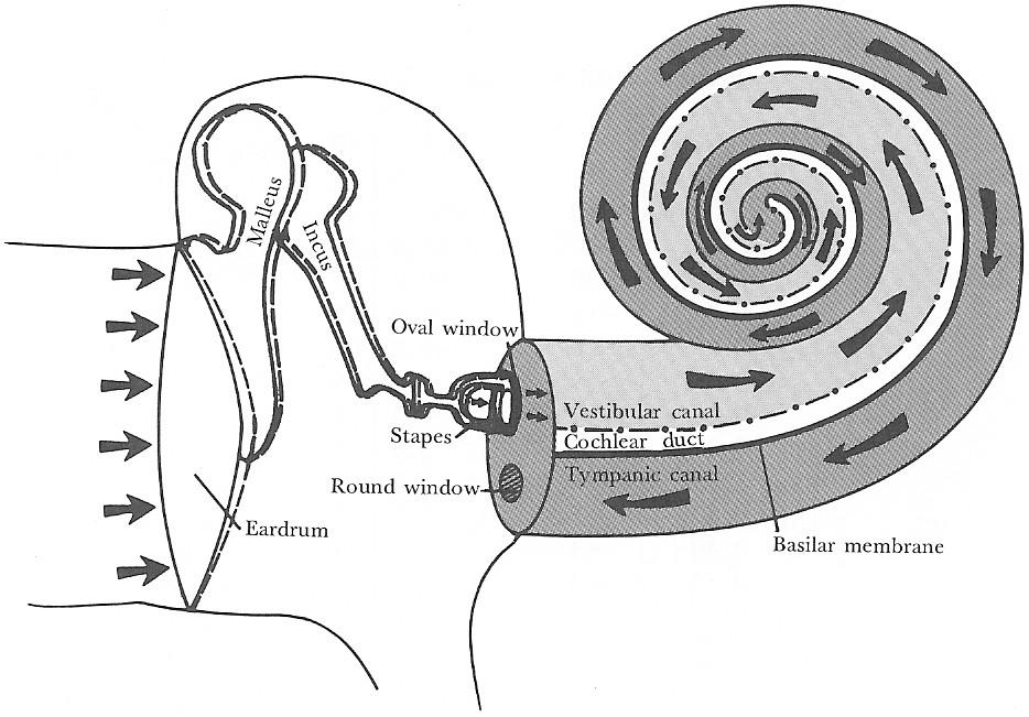 Kis méretük miatt alkalmasak nagy frekvenciák átvitelére. Ovális ablak - a Cochlea "bejárata", mérete a dobhártyánál kisebb ezért a dobhártyánál jelentkező nyomásingadozás itt felnagyítódik. 3.