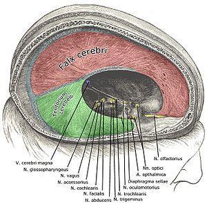 Főbb sinusok: sinus sigmoideus sinus sagittalis superior sinus cavernosus Az endostealis réteg szorosan tapad a koponyacsontok belső felszínéhez, azok csonthártyáját alkotja.