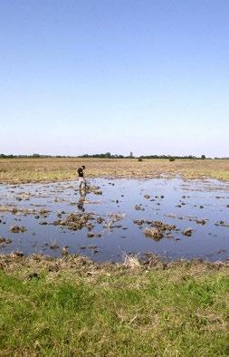SUVIŠNIH UNUTRAŠNJIH VODA U JUGOISTOČNOJ MAĐARSKOJ I SEVERNOJ SRBIJI