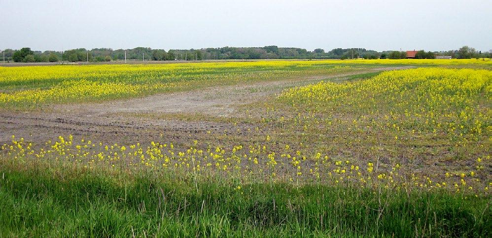 We will analyse the formation of the different types of inland excess water in the cross-border research areas.