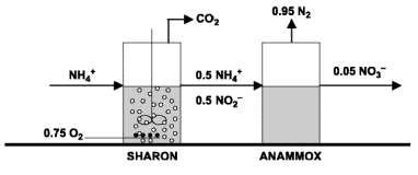 és a foszfát (van de Graaf et al., 1996). ANAMMOX mikroorganizmusok nagyon érzékenyek az oxigénre és a nitritre is.