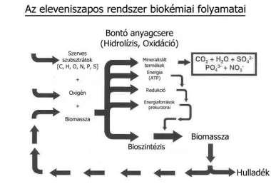 tesznek szert, amellyel a szerves anyag egy részét új sejtanyag termelésre hasznosítják. A folyamat biomassza, vagy iszaptermelése így meglehetősen nagy.