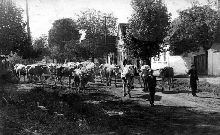 Temmel Anna, Kurtz Ilona, Geosits Janka, Filipovits Éva, Jurasits Mária, Barilovits Teréz