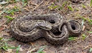 2 Kunpeszér bemutatása Rákosi vipera-védelmi Központ A Magyar Madártani és Természetvédelmi Egyesület 1993 óta foglalkozik kiemelt programként a rákosi vipera védelmével. Ez a faj a 20.