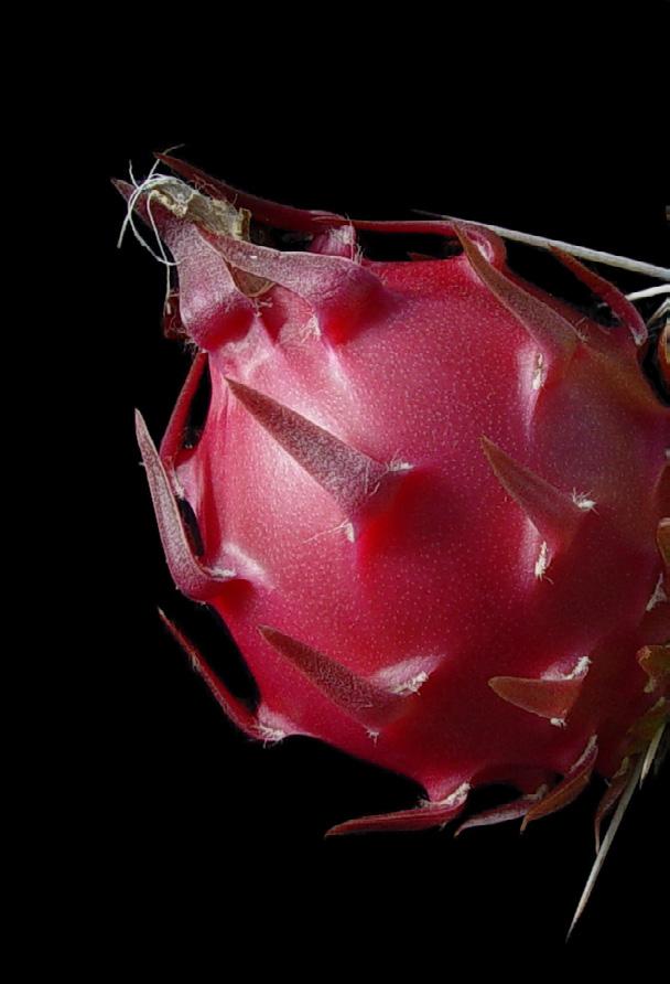 hogyan készítsünk pitahaya fogyni hogyan készítsünk pitahaya fogyni