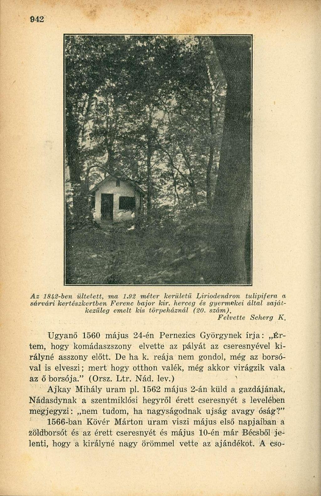 Az 1842-ben ültetett, ma 1.92 méter kerületű Liriodendron tulipifera a sárvári kertészkertben Ferenc bajor kir. herceg és gyermekei által sajátkezűleg emelt kis törpeháznál (20. szám).