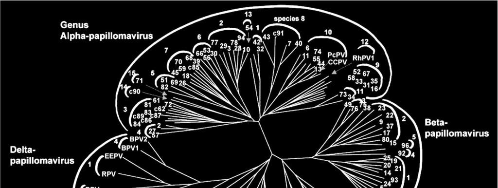 Family Papillomaviridae Genus Papillomavirus 1 Human papillomavirus (HPV) types within a species are related: Alpha 7