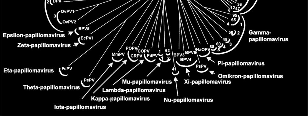 13, 44, 55, 74, PcPV, CCPV HPV types are organized into genera and species on the basis of homology in the sequence of