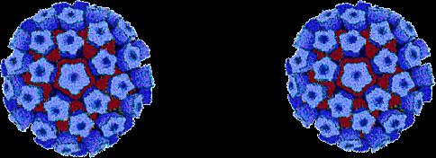 Cervical Cancer *CIN = cervical intraepithelial