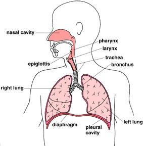 Locations of Papillomas in RRP Papillomas Vocal cords Airway Reprinted with
