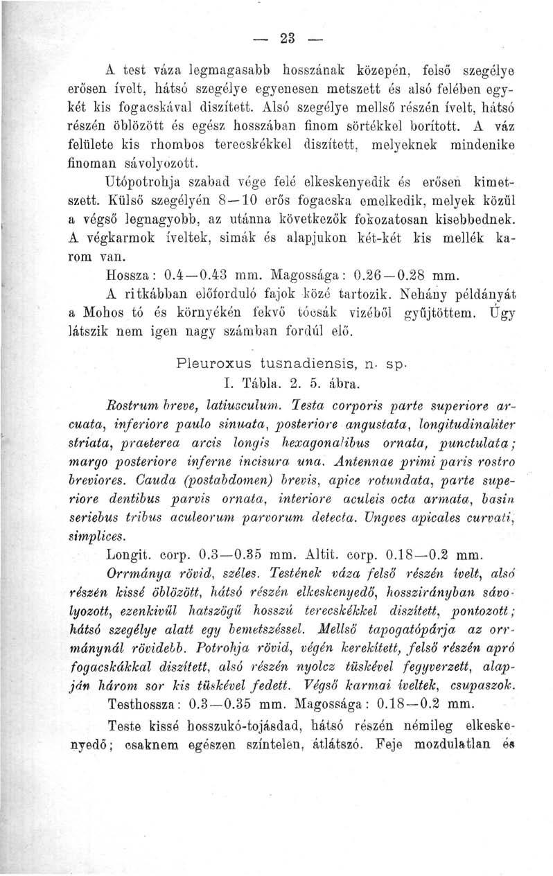 23 A test váza legmagasabb hosszának közepén, felső szegélye erősen ívelt, hátsó szegélye egyenesen metszett és alsó felében egykét kis fogacskával díszített.