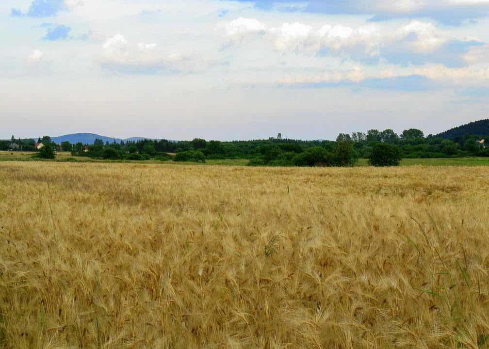 Mezőgazdaság Mikóháza földrajzi fekvéséből adódóan a mezőgazdaság és az állattenyésztés kapja a legnagyobb szerepet a településen.