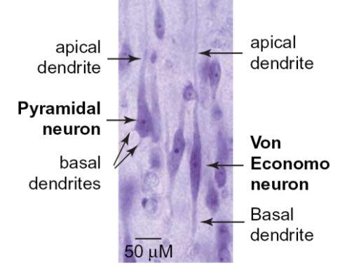praefrontalis cortex: szelektív figyelem, gondolkodás mások belső mentális állapotairól (=mentalizáció) IC insula-amygdala komplex: