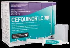 ampicillin Cefquinor