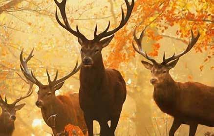 HÍR EK, ÉR DEKES S ÉGEK, AK TUALITÁSOK, R ENDEZ VÉNYEK 2018. szeptember 1. XII.
