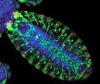 Makromolekulák és komplexeik Mérettartomány módszer ~μm Konfokális mikroszkóp Multifoton gerjesztés Fluoreszcens jelzés Központi
