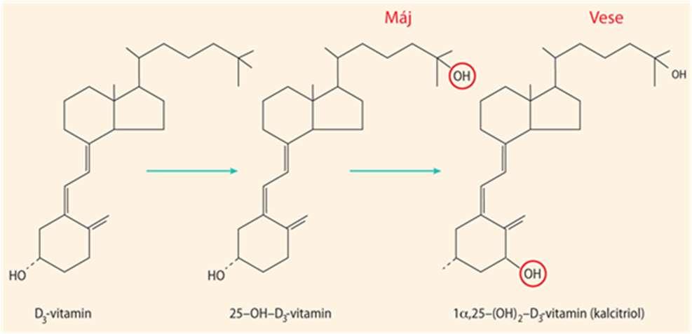 Mind a szervezetben UV hatására szintetizálódott, mind a gyógyszeresen bekerülő inaktív D3-vitamin a májban raktározott 25-hidroxi-kolekalciferollá, végül a vesében 1,25- dihidroxi-kolekalciferollá