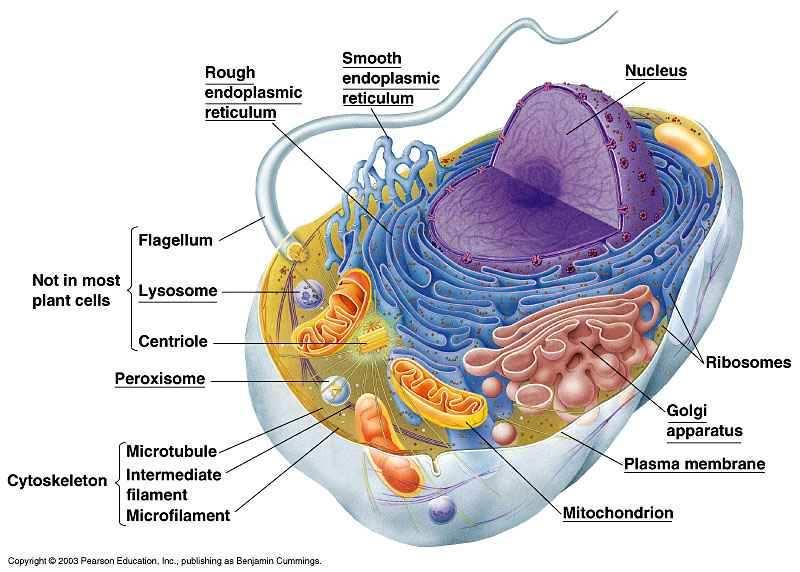 Az endomembránrendszer biztosítja a kompartmentalizációt, azaz lehetővé teszi az egyes anyagcsere-folyamatok térbeli elkülönülését.