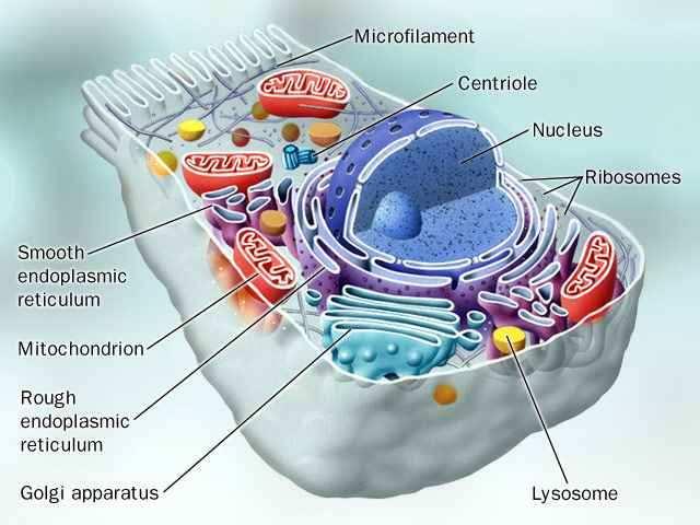 Az endoplazmatikus retikulum - ER o A durvafelszínű endoplazmatikus retikulum - DER o A simafelszínű endoplazmatikus retikulum - SER Golgi-készülék Lizoszómák Sejtmaghártya Az endoplazmatikus