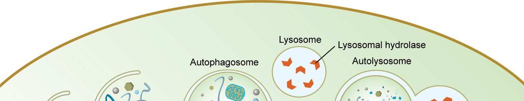 A sejten belüli emésztés A sejt belsejébe membránban burkoltan érkező, a fagoszómákban elhelyezkedő anyag megemésztését a lizoszómák végzik. A lizoszómák a Golgi-készülékből lefűződéssel keletkeznek.