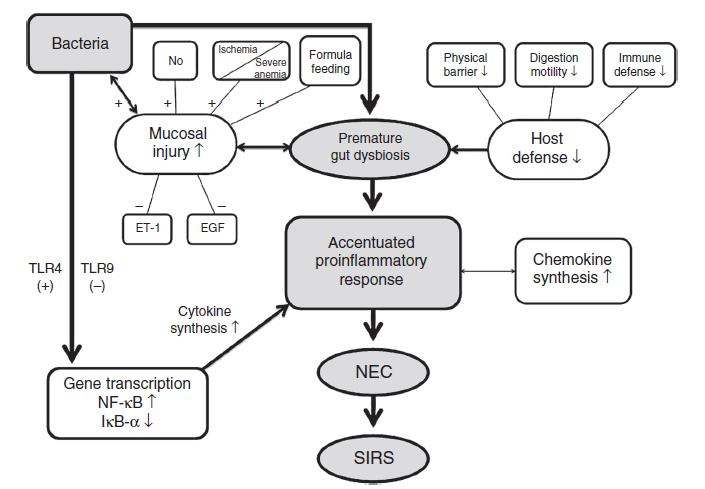 Baktériumok A NEC patomechanizmus VLBW Ischemia Fizikai Emésztés NO Tápszer Anaemia barrier Motilitás koraszülöttekben Immun védelem Mucosa sérülés