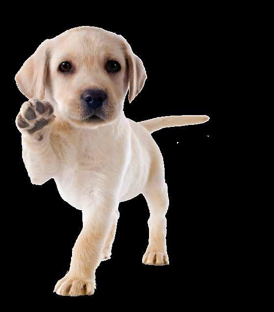 PUPPY Liofilizátum és oldószer szuszpenziós injekcióhoz kutyák számára