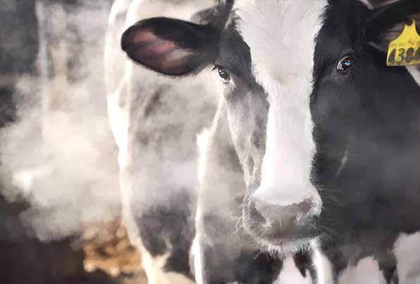 MARBOSY VA 100 mg/ml oldatos injekció a.u.v. Légzőszervi fertőzések kezelésére. MMA szindróma kezelésére.