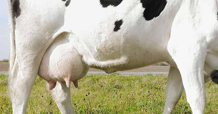 Mastitis KEZelésére MSD