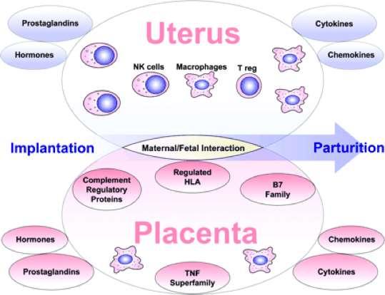 Szabályozó mechanizmusok terhesség