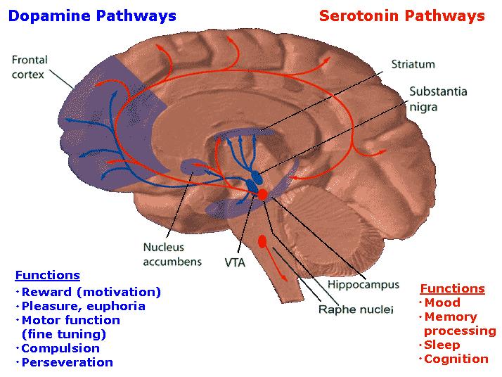 motiváció neurobiológiai alapjai VTA nc accumbens