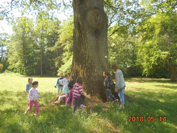 2018. május 14-én a Titkok kertje projekt zárásaként ellátogattunk a Tiszakürti Arborétumba, ahol a növényvilággal való ismerkedés mellett kalandjátékot is szerveztünk