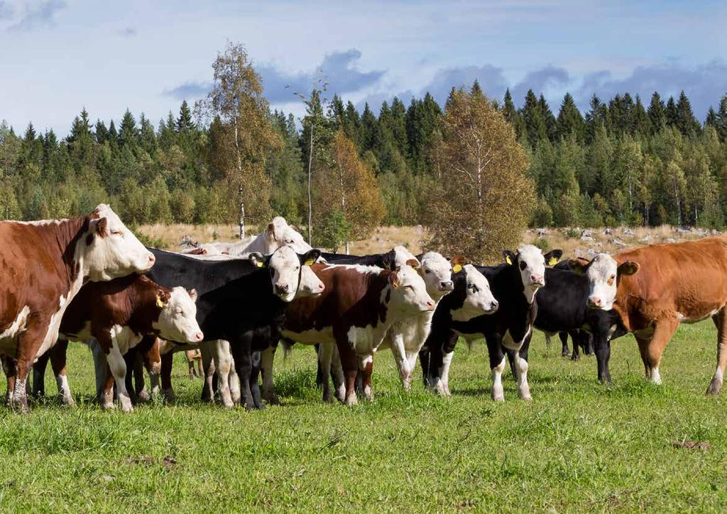 14 AZ ÚJ Q SOROZAT KÉZNÉL A MEGOLDÁS Szeretné, hogy a homlokrakodó használatával töltött idő a lehető legeredményesebb legyen?