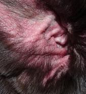 Tarpataki Noémi PhD) 1. kép: Bolhanyál allergia 2. kép: Interdigitális dermatitis 3. kép: Atópiás bőrgyulladás 4.