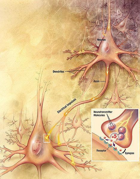 Hatásmechanizmus háttere: A kokain meggátolja a dopamin és a szerotonin újrafelvételét inhibitor: