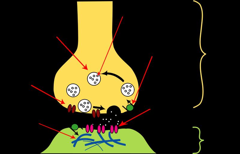 csatlakozási forma, melyen keresztül a neuronok (idegsejtek) egymással és más nem-neurális