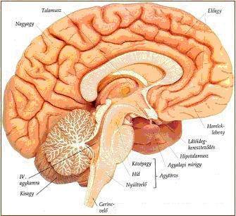 A dopamin: erdet: hipotalamusz termeli feladata: 1) neurotranszmitter