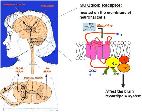 mechanizmus: a természetes opioidok (morfin, kodein, tebain)