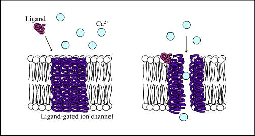 (ligand-gated ion chanels) LGIC elhelyezkedésük: központi és perifériás idegrendszer (CNS