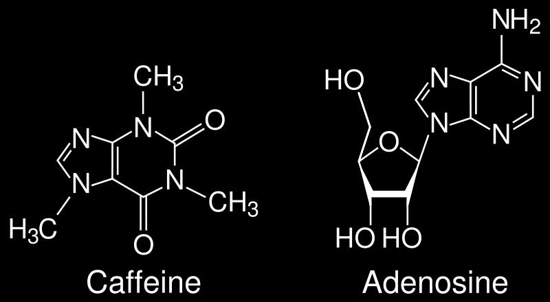 A koffein fiziológiás hatása: mint az alkohol vagy a nikotin átmegy a vér-agy gáton.