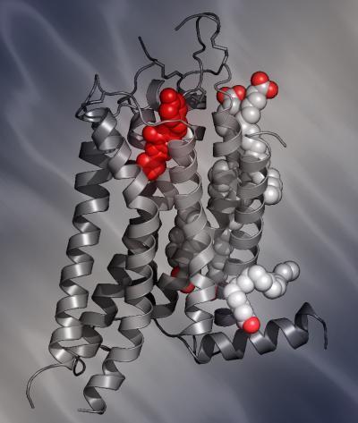 aktiválja (tehát a koffein az adenozin kompeptitív inhibitora!