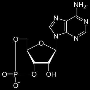 ? A koffein és az adenozin mutat szerkezeti hasonlóságot: memo: Az adenozin vagy P1 receptor egy
