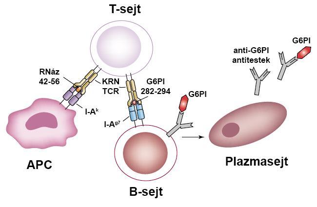 7. ábra K/BxN-artritisz molekuláris mechanizmusa. Rövidítések: APC: antigén-prezentáló sejt, G6PI: glükóz-6-foszfát izomeráz, TCR: T-sejt receptor. Forrás: Ditzel, Trends Mol Med, 2004.